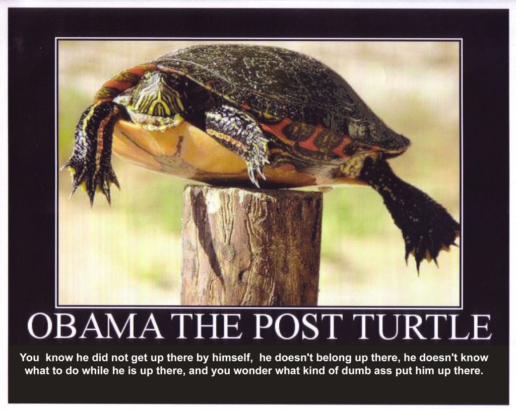Post_Turtle.jpg