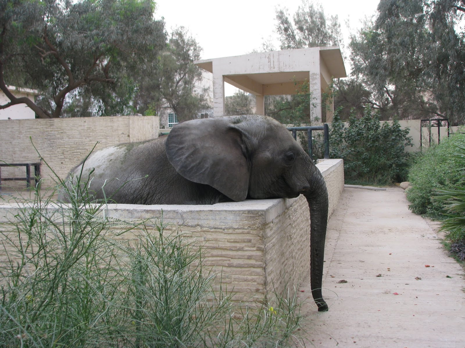 Life in Kuwait Blog: Actual Zoo Animals
