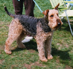 Angus 1993 - 2005