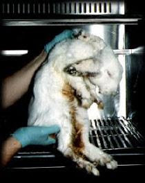 Rabbit used in toxicity testing of chemicals Toxicity test rabbit
