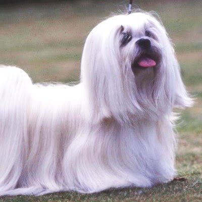 apso lhasa dog. apso lhasa dog. apso lhasa dog.