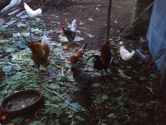 AVES (galinhas)