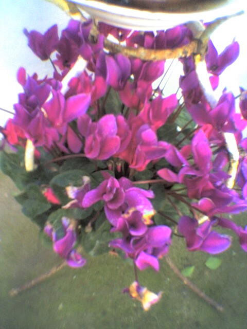IMAGENS(flor lilas)