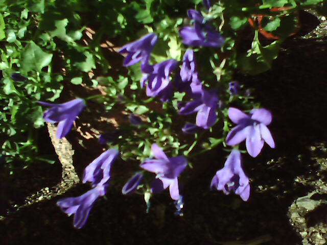 IMAGENS-flor azuis