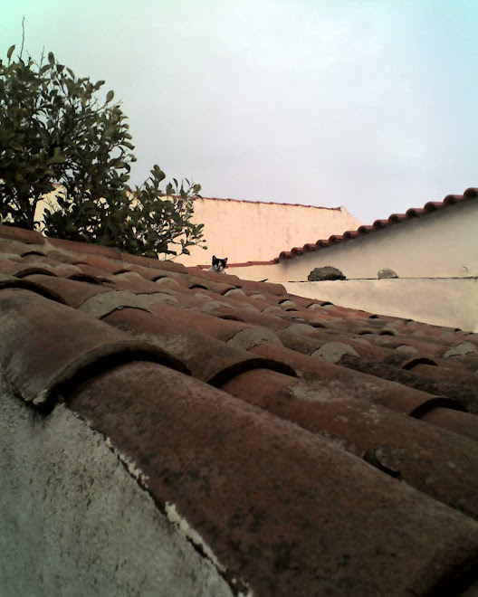 IMAGENS, gato pequeno no telhado