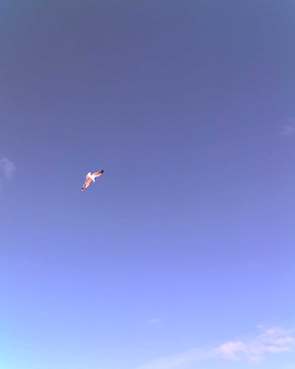 gaivota a voar