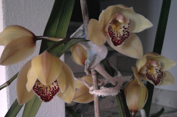orquídea (alpalhão 2010)