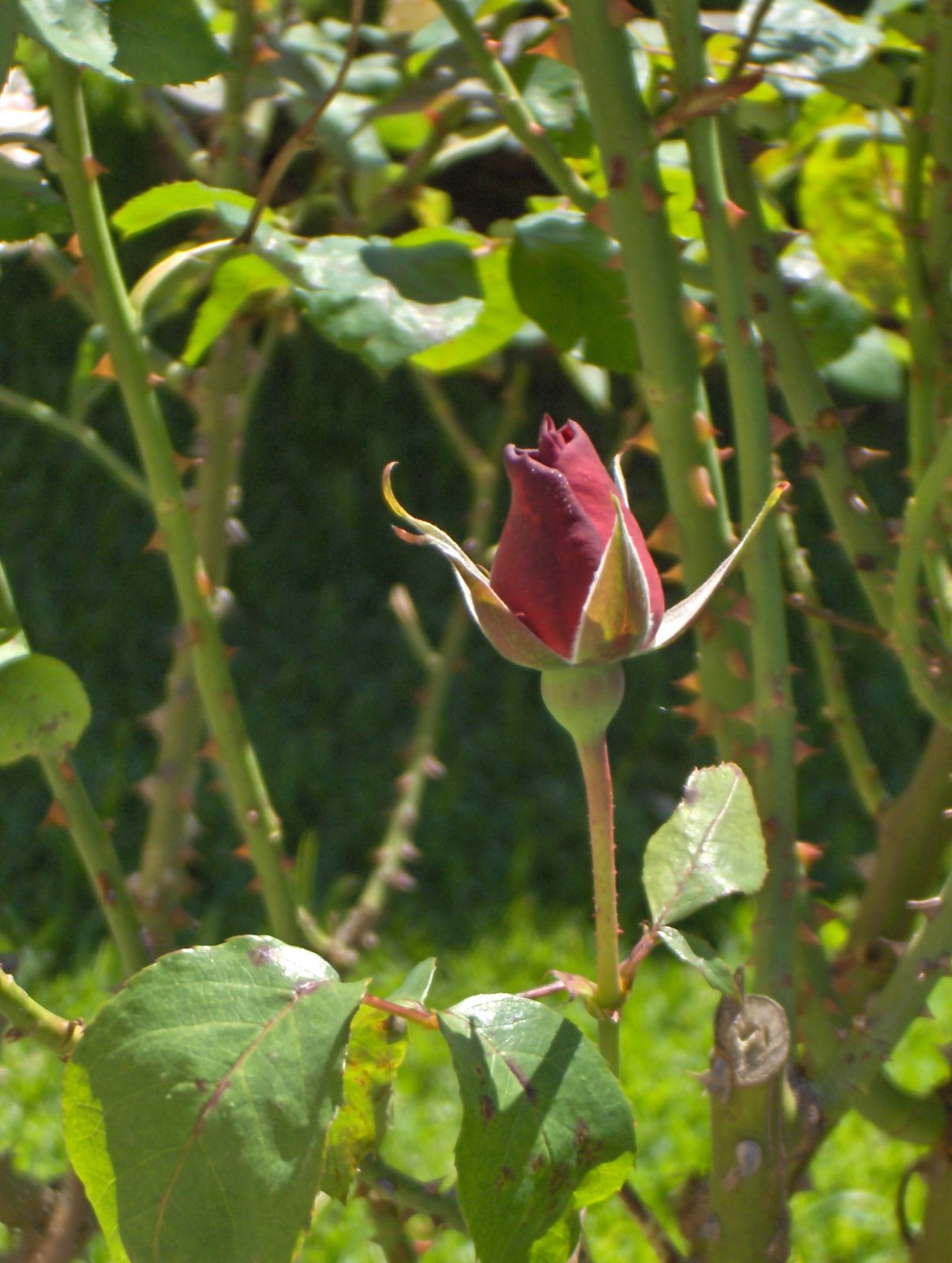 [rosas+011.JPG]