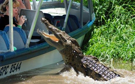 Crocodile Attack Singapore Picture on Best Funny Entertainment Pics Crocodile Attack In A Tourist Boat