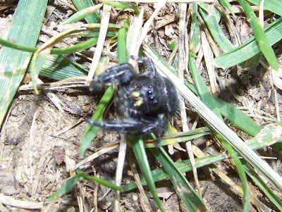 common spider bites in florida. common spider bites in
