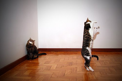 Funny Cat Pictures Topic Moonwalking+cat