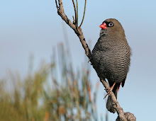 Beautiful Firetail