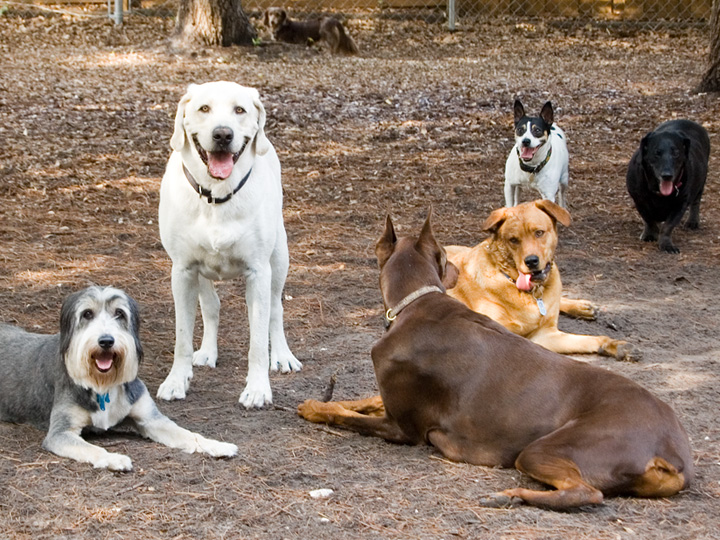 [big+dog+party.jpg]
