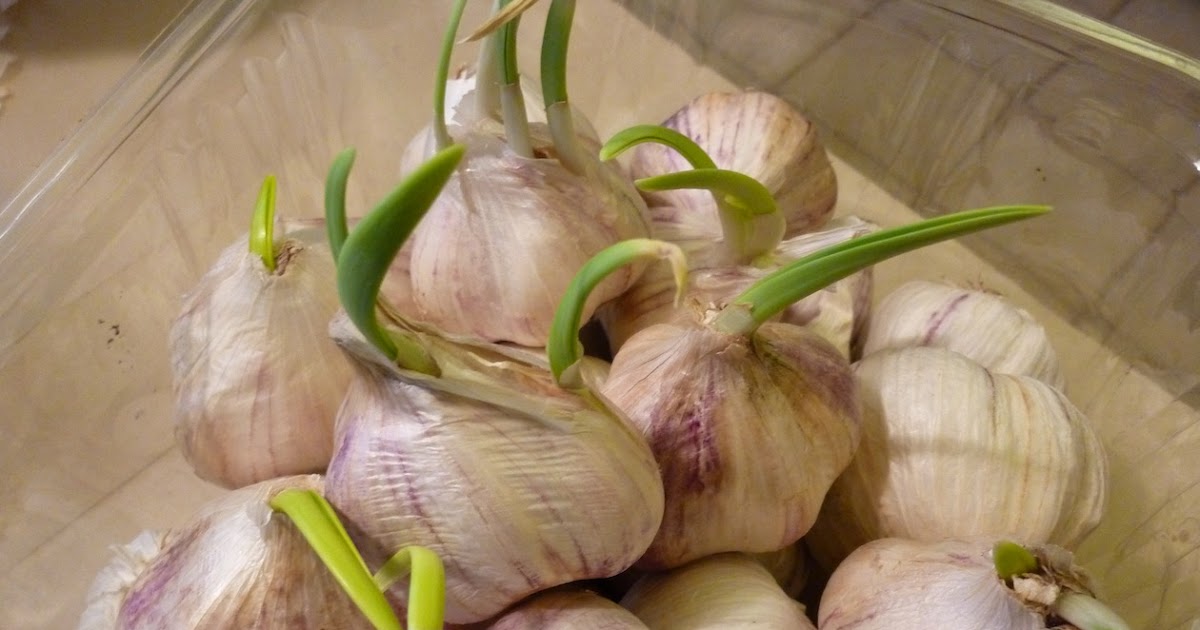 Foods For Long Life My Garlic Is Sprouting! What Should I do? How To
