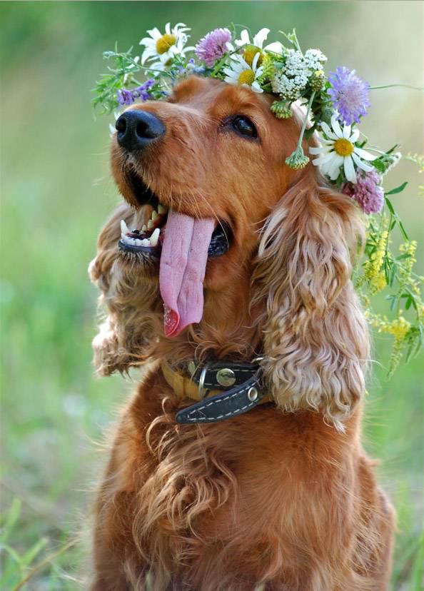 [dognflowers.htm]
