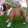 Mini Boxer