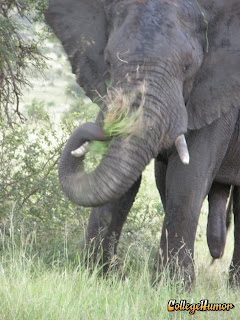 elephant%20penis.jpg