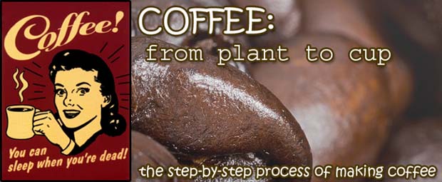 Coffee: From Plant to Cup