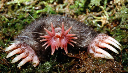 Star-Nosed+Mole+evolution.jpg