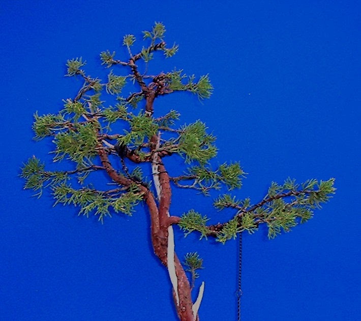 MiKo Bonsai Bonsai Progression Series