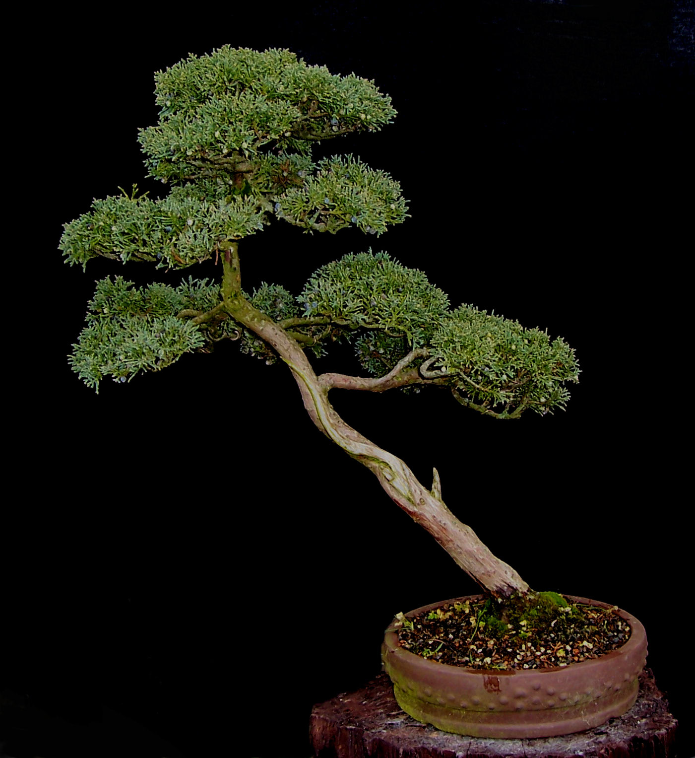 MiKo Bonsai Bonsai Progression Series