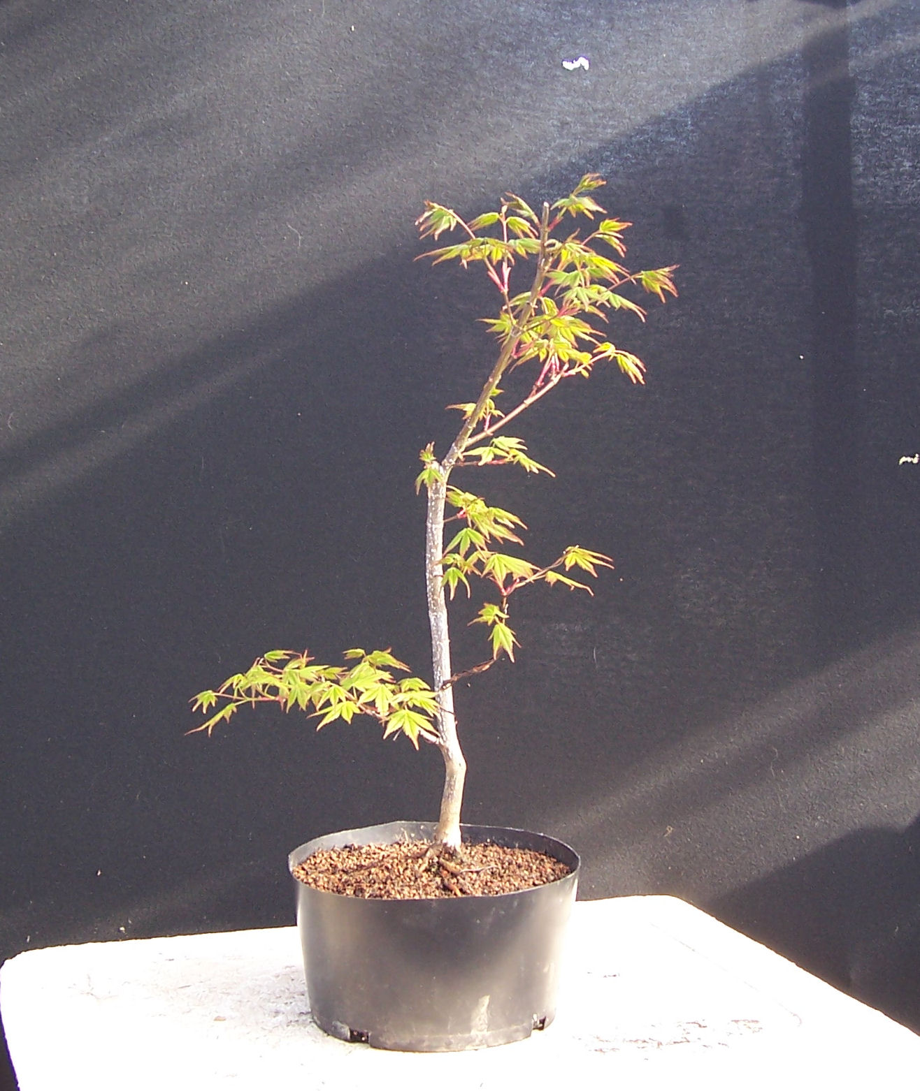 Growing Japanese Maple Trees From Cuttings