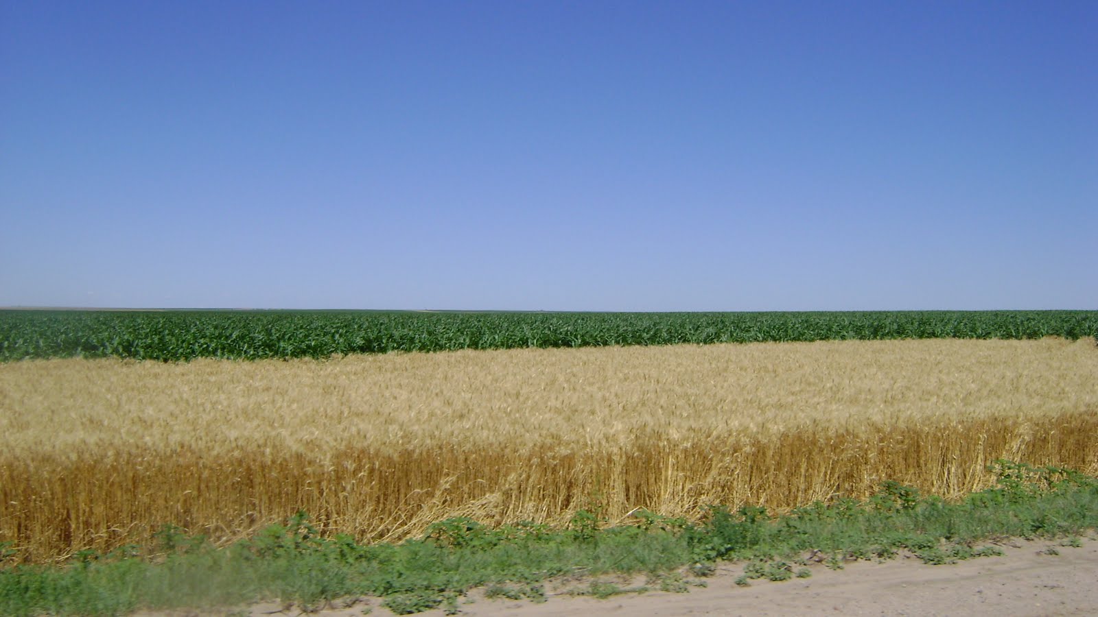 Mount Sunflower Ks