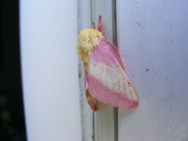 Ruby Maple Moth
