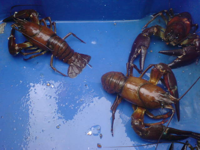 [DSC08035-764040.jpeg]