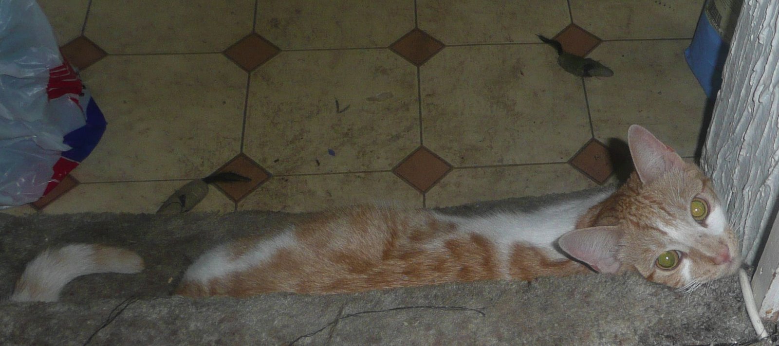 [Pole+Cat+kittie.jpg]