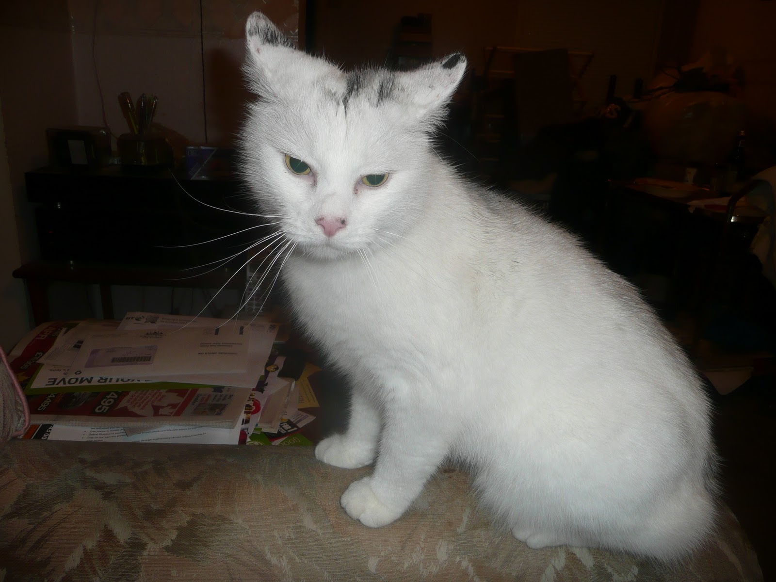 Black Cat, Alfie and Simba Wordy Wednesday The Piebald Cat!