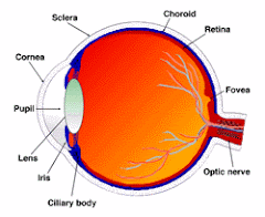 Anatomía del ojo humano