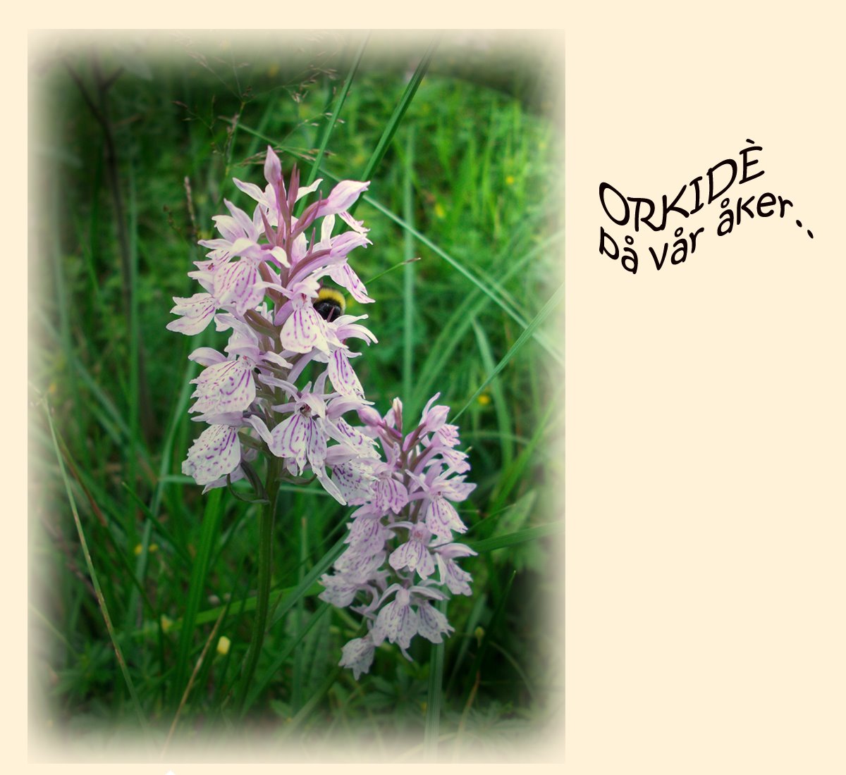 [orkide+1.jpg]