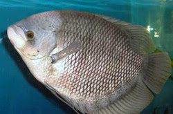 Peluang Usaha Budidaya Bisnis Beternak Ikan Gurami Peluang Usaha Budidaya Bisnis Beternak Ikan Gurami