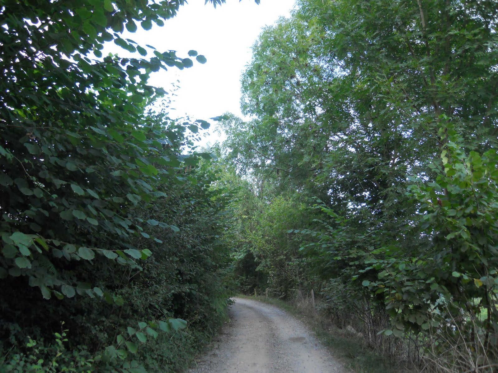 te regalo una rosa la encontre en el camino neruda