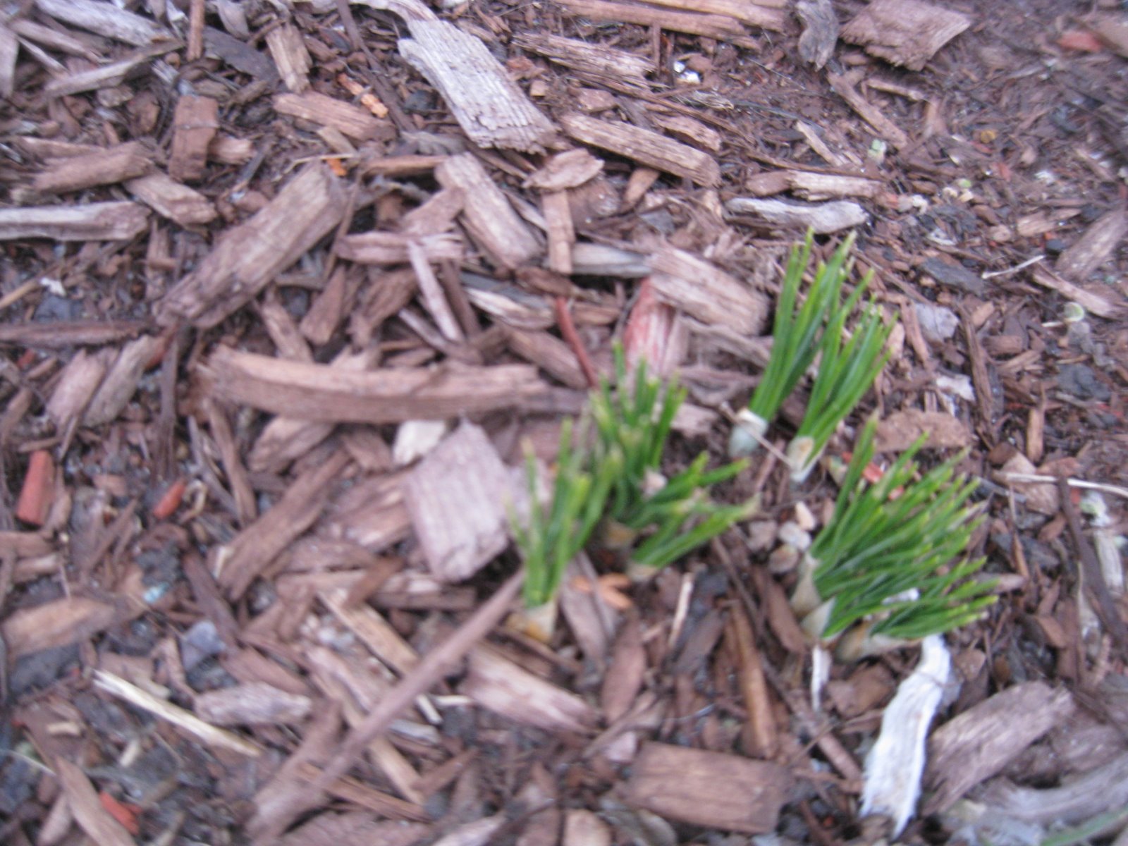 [crocus+closeup.JPG]