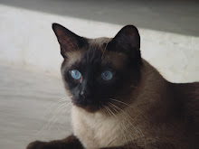 Bo