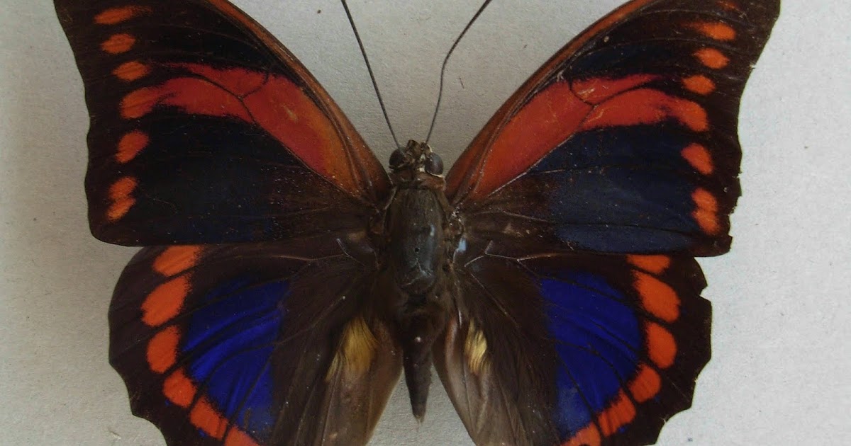 Colombian Culture, Colombia Adoption and Raising Colombian Kids