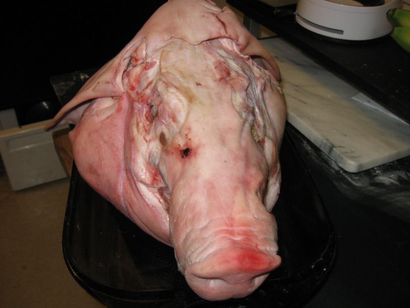 [pig+head+001.jpg]