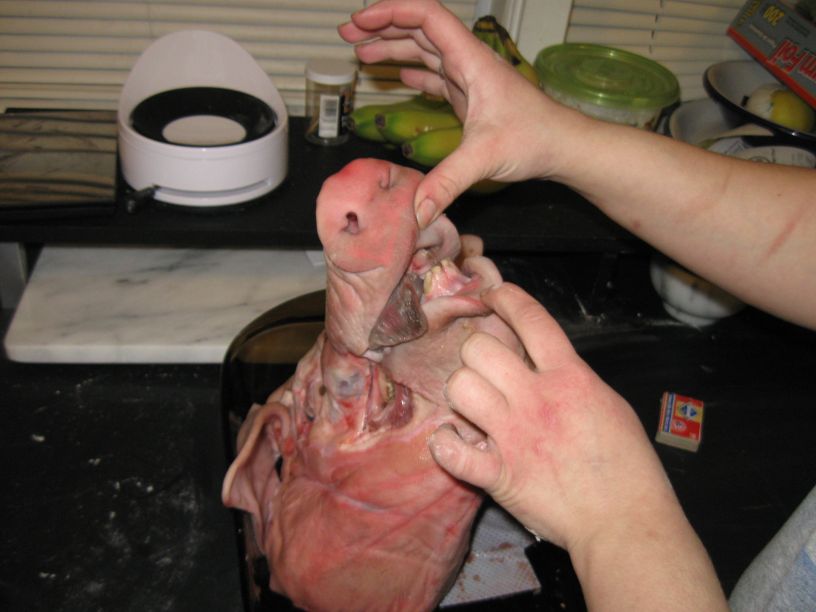 [pig+head+015.jpg]