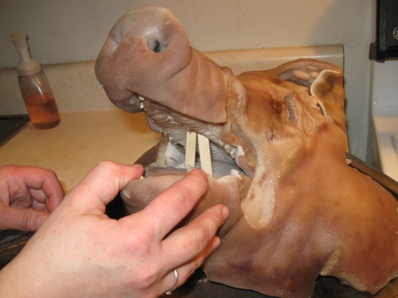[pig+head+034.jpg]