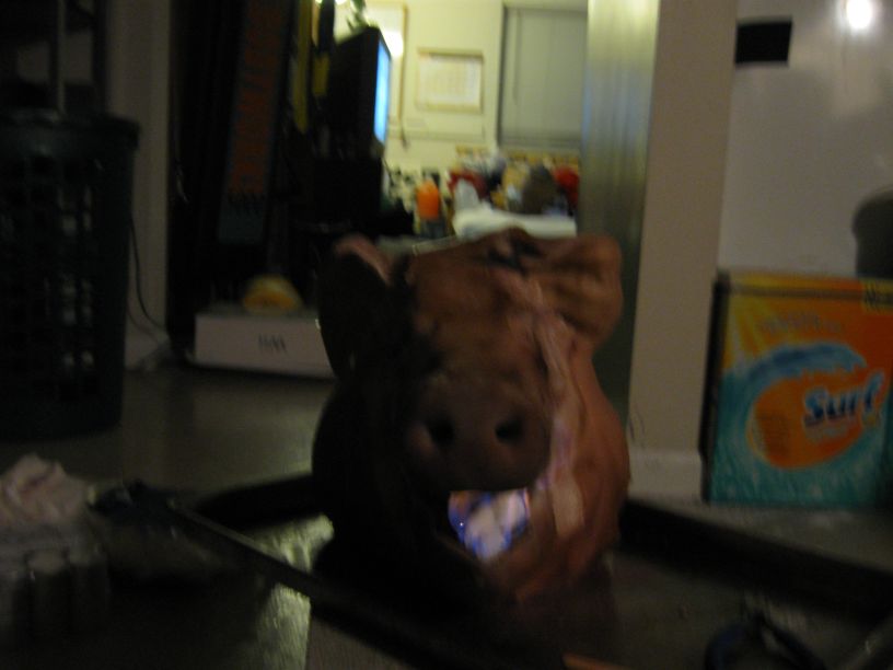 [pig+head+065.jpg]