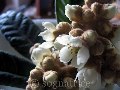 blossoming in Calabria, southern Italy blossoming in Calabria, southern Italy
