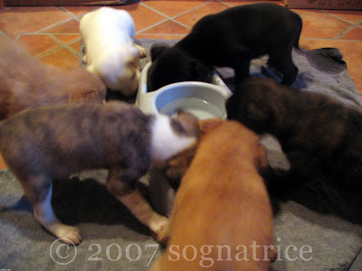 little weaners little weaners