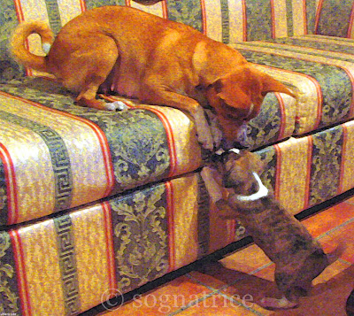 Mamma and puppy Mamma and puppy