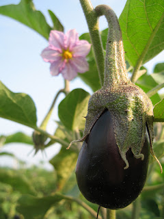 Eggplant by Gare and Kitty on Flickr Eggplant by Gare and Kitty on Flickr