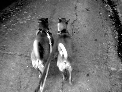 luna e stella luna e stella