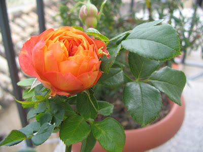 rose on the balcony rose on the balcony