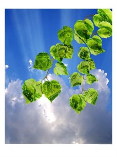 Money Grows on Trees by Paul Katz Money Grows on Trees by Paul Katz