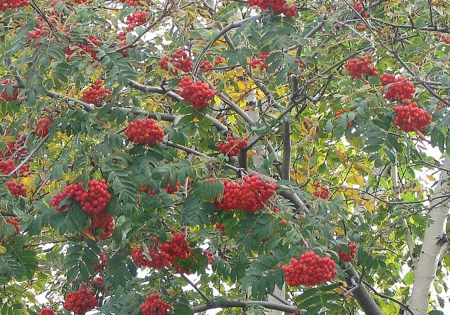 ArtByCrain Berries & Birchphoto